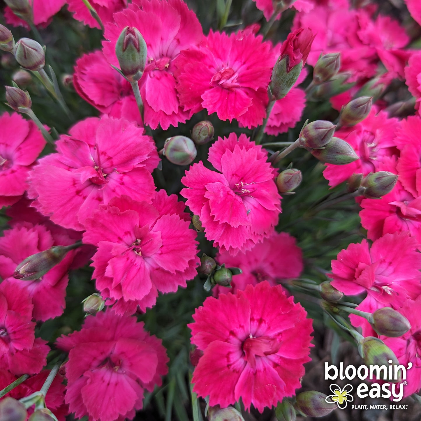 Bloomin' Easy® Dianthus Glamour Time™ Carnation