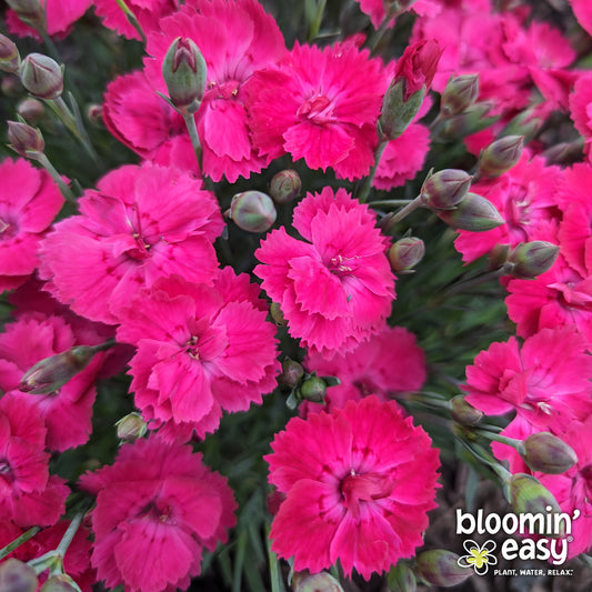 Bloomin' Easy® Dianthus Glamour Time™ Carnation