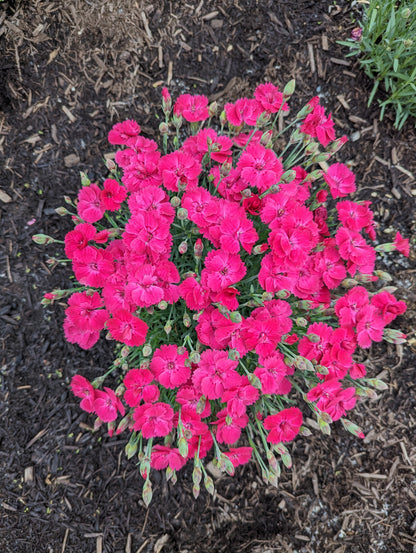 Bloomin' Easy® Dianthus Glamour Time™ Carnation