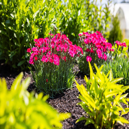 Bloomin' Easy® Dianthus Glamour Time™ Carnation