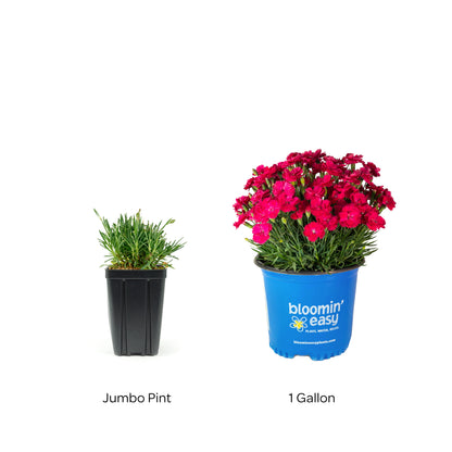 Bloomin' Easy® Dianthus Glamour Time™ Carnation