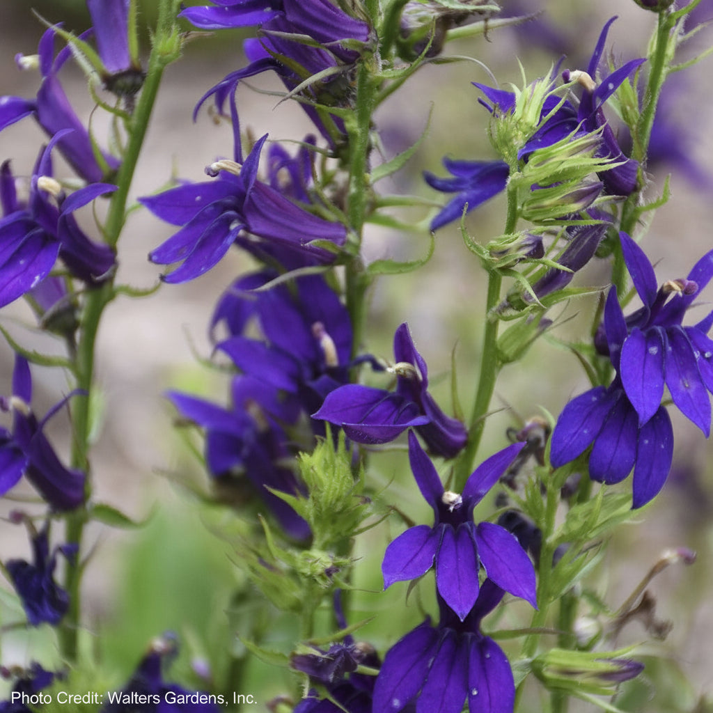 Lobelia – Wayside Gardens