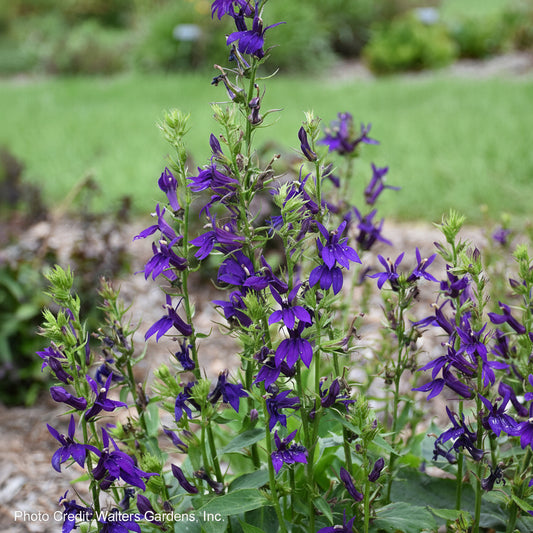 Lobelia Starship™ Blue Cardinal Flower