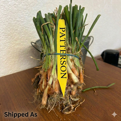 Patterson Onion Sets