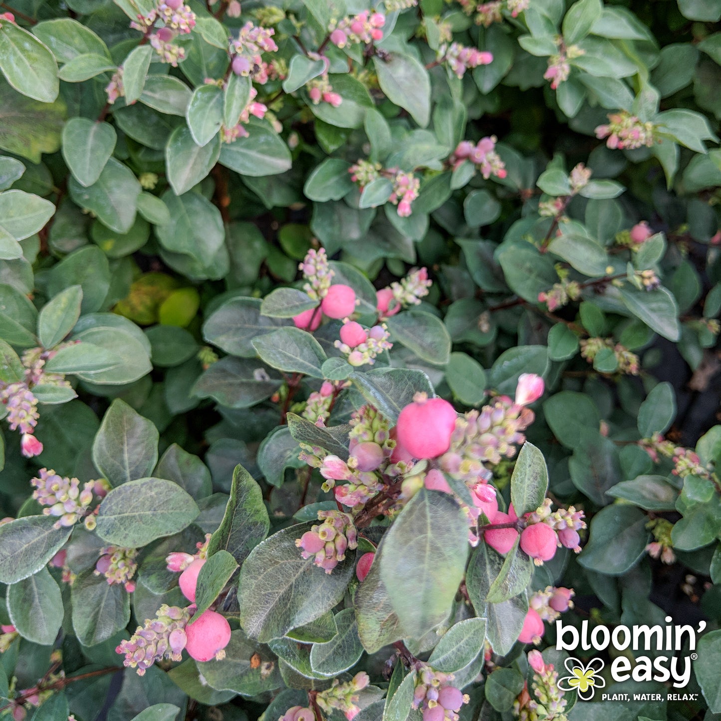 Bloomin' Easy® Symphoricarpos Pink Posy™ Snowberry