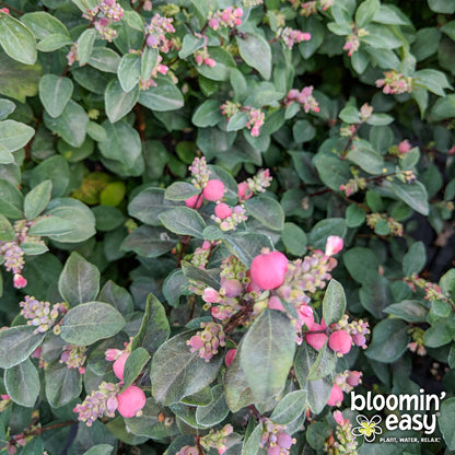 Bloomin' Easy® Symphoricarpos Pink Posy™ Snowberry
