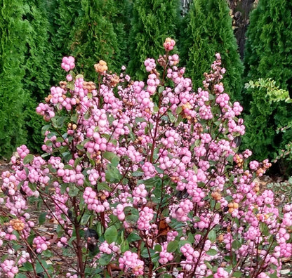 Bloomin' Easy® Symphoricarpos Pink Posy™ Snowberry