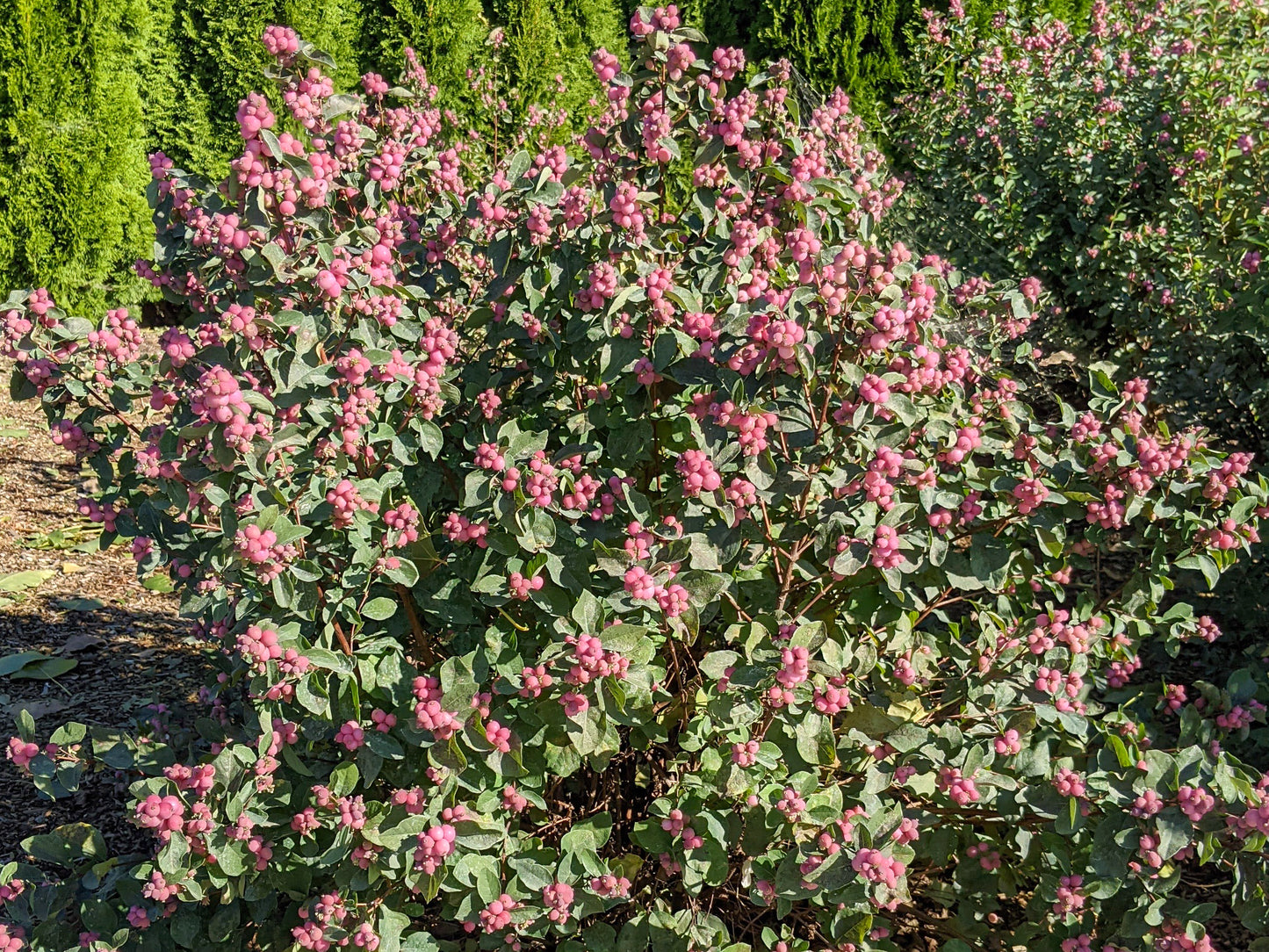 Bloomin' Easy® Symphoricarpos Pink Posy™ Snowberry