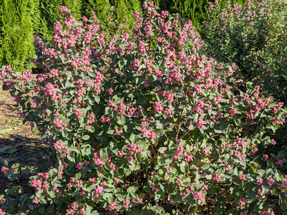 Bloomin' Easy® Symphoricarpos Pink Posy™ Snowberry