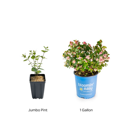 Bloomin' Easy® Symphoricarpos Pink Posy™ Snowberry