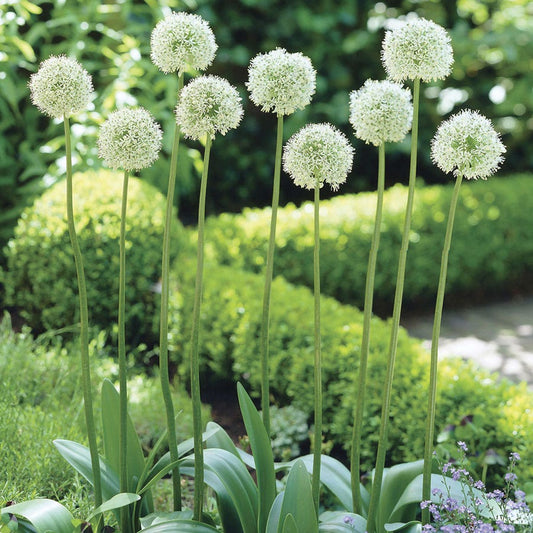 Allium Mount Everest Ornamental Onion Bulbs