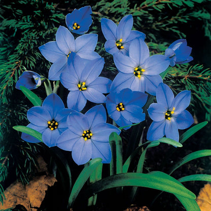 Ipheion 'Jessie'  Starflower Bulbs