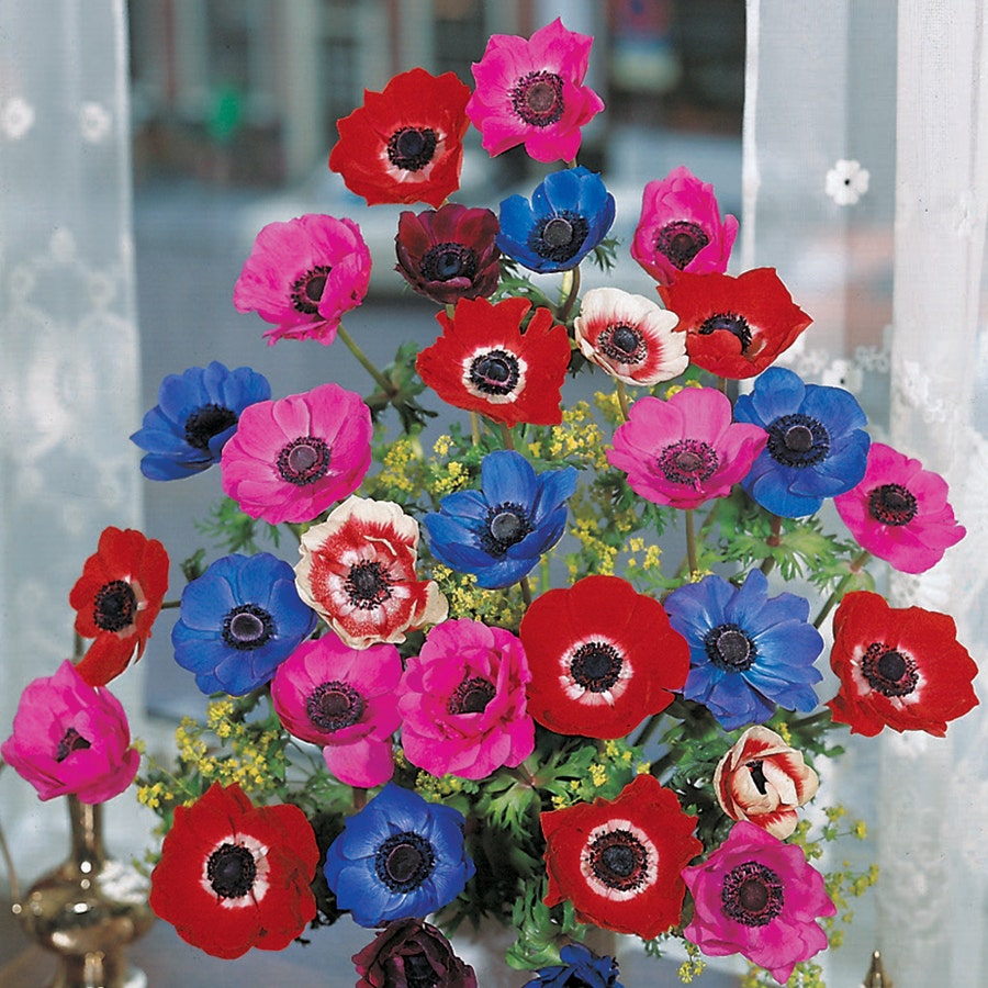 De Caen Poppy Anemone Bulb - Pack of 10 - Thumbnail 2
