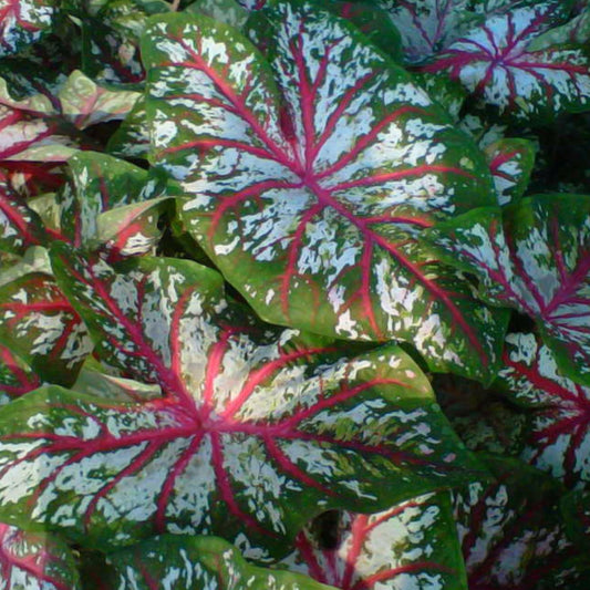 Caladium Tapestry Bulbs