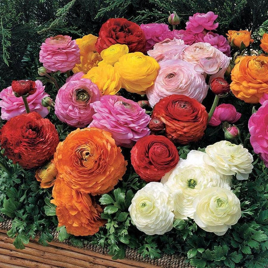 Ranunculus Blend Bulbs