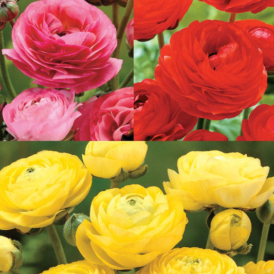 Ranunculus Blend Bulbs