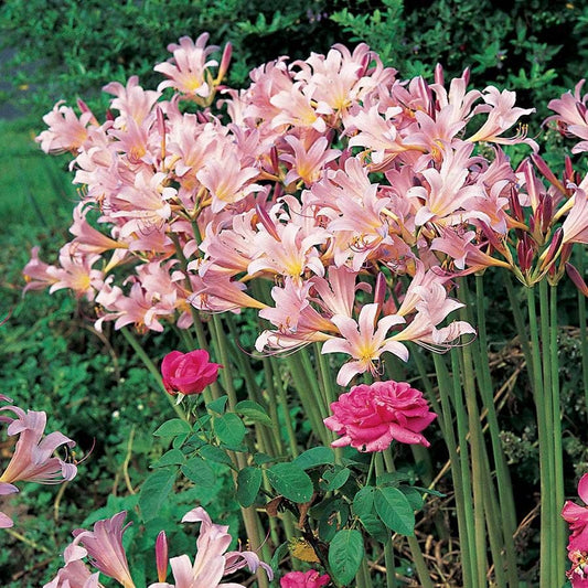 Lycoris Magic Lily Bulb