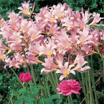 Lycoris Magic Lily Bulb