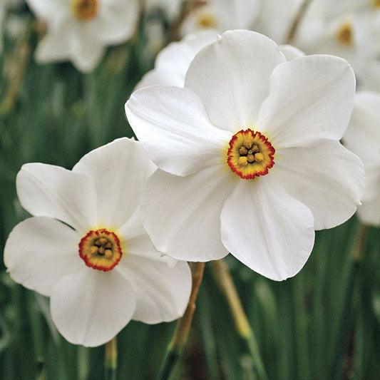 Pheasant's Eye Daffodil Bulbs