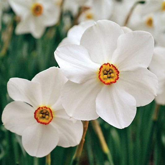 Pheasant's Eye Daffodil Bulbs
