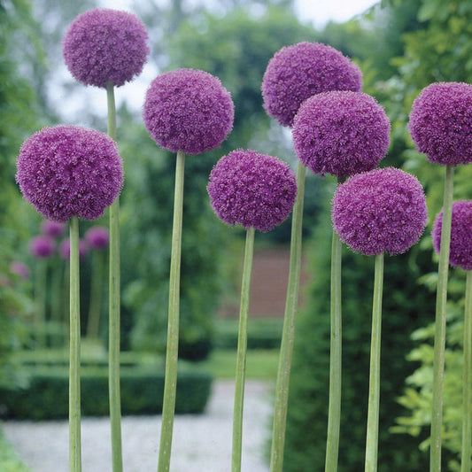 Allium Giganteum Ornamental Onion Bulb