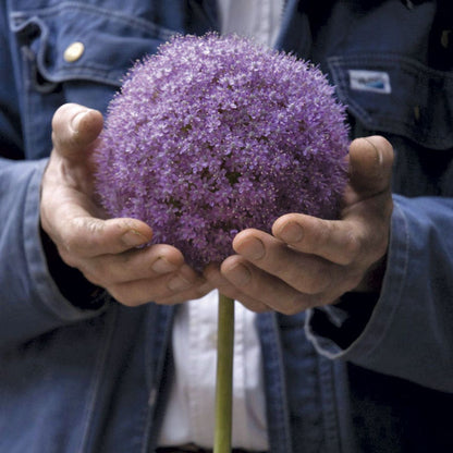 Allium Giganteum Ornamental Onion Bulb