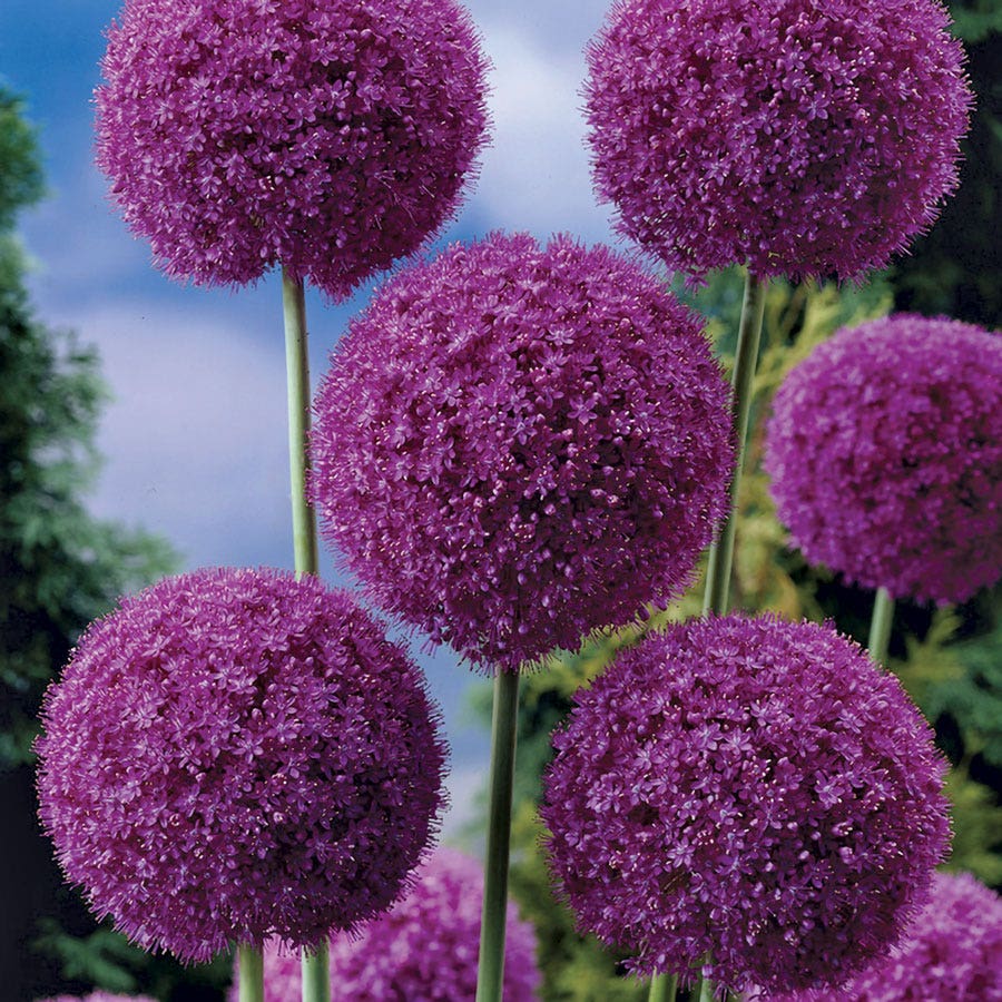 Allium Giganteum Ornamental Onion Bulb