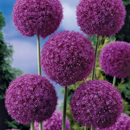Allium Giganteum Ornamental Onion Bulb