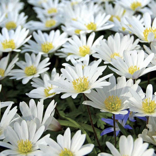 Anemone 'White Splendor' Bulbs