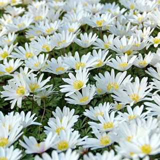 Anemone 'White Splendor' Bulbs