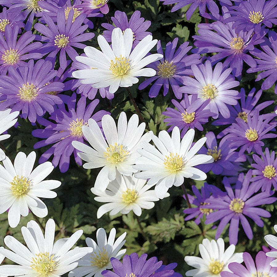 Anemone 'White Splendor' Bulbs
