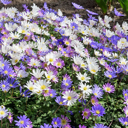 Anemone Blanda Mix Bulbs