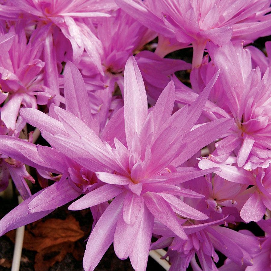 Colchicum 'Waterlily' Bulb