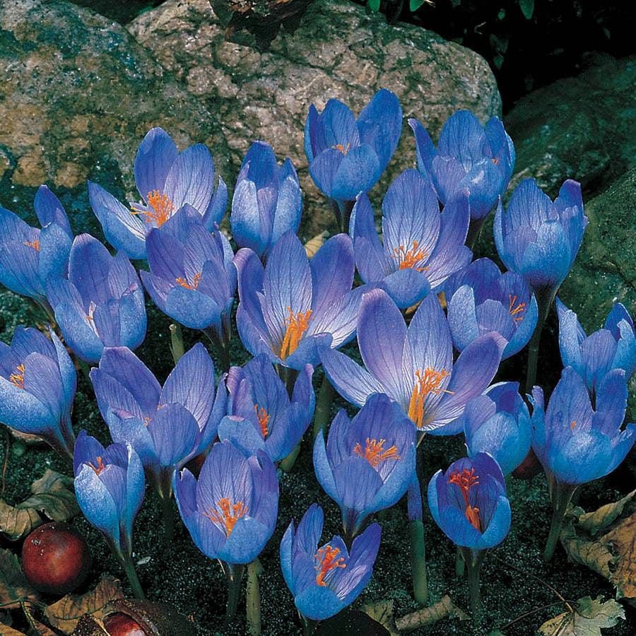 Crocus sativus Bulbs