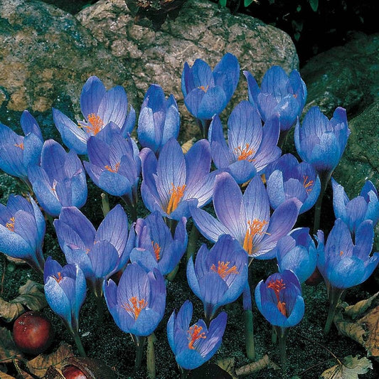 Crocus sativus Bulbs