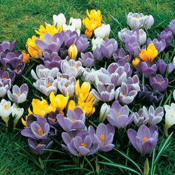 Crocus Large-Flowered Economy Mix Bulbs