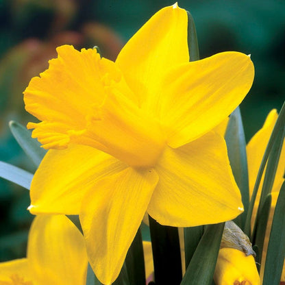 'King Alfred Improved' Daffodil Bulbs