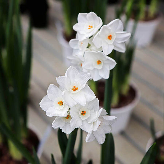 Paperwhite Daffodil Bulbs