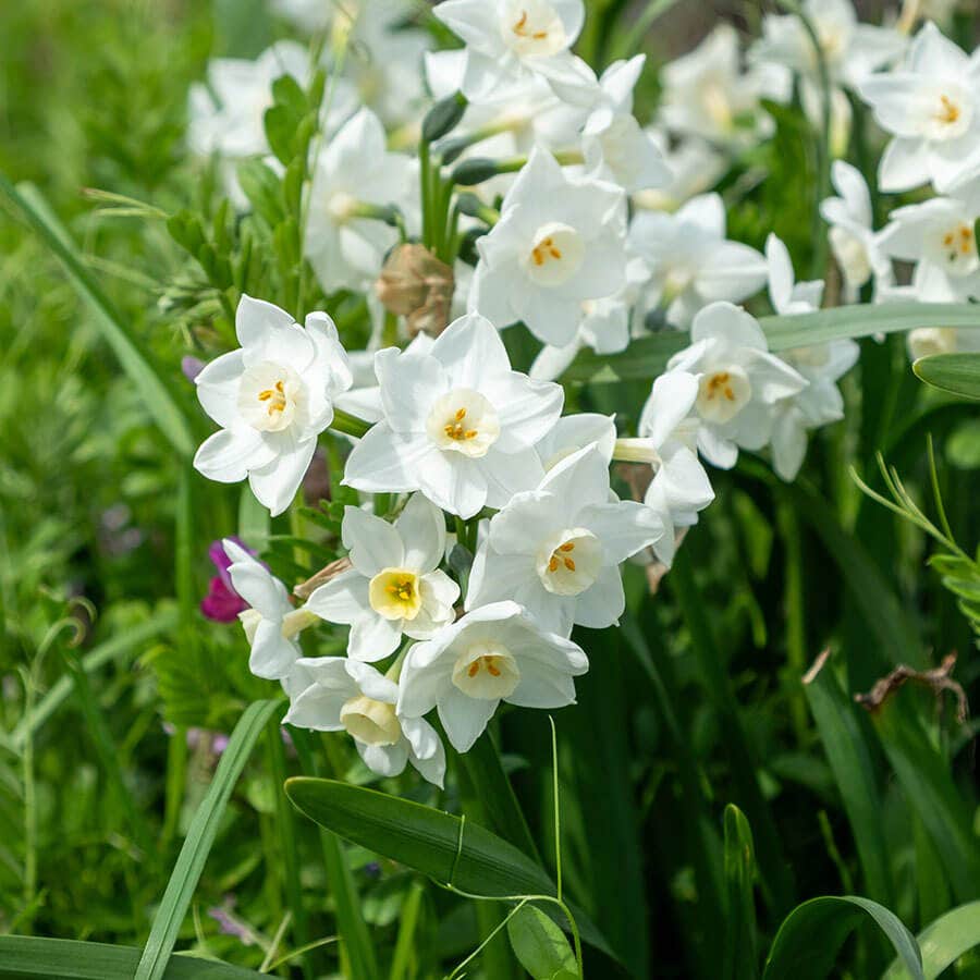 Paperwhite Daffodil Bulbs