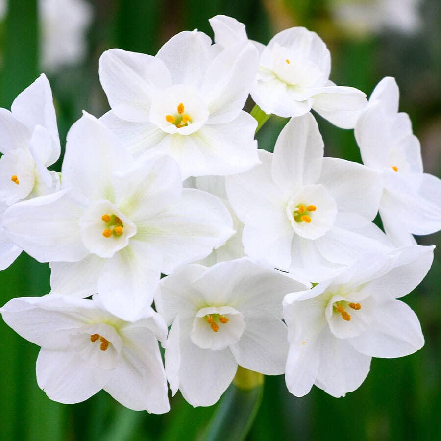 Paperwhite Daffodil Bulbs