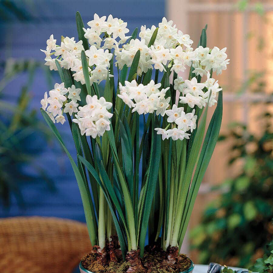 Paperwhite Daffodil Bulbs