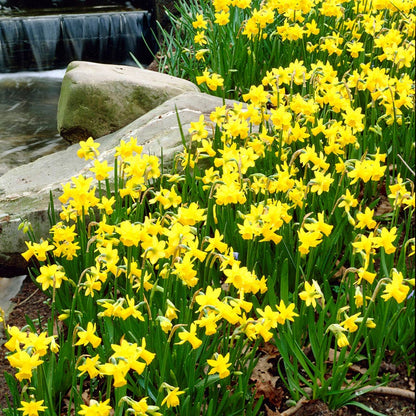 Narcissus Tete A Tete Daffodil Bulbs