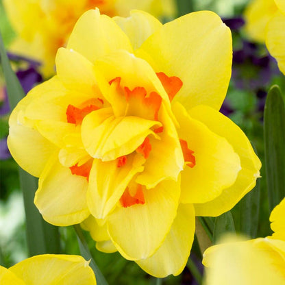 Narcissus Tahiti Daffodil Bulbs