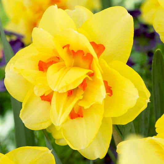 Narcissus Tahiti Daffodil Bulbs