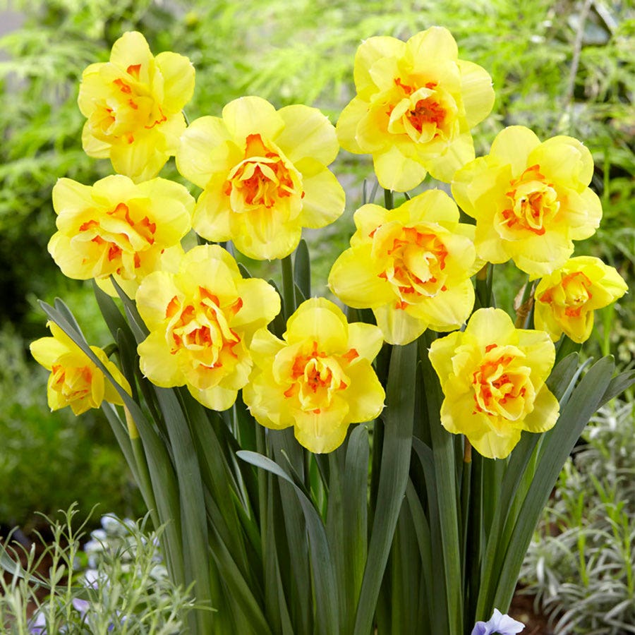Narcissus Tahiti Daffodil Bulbs