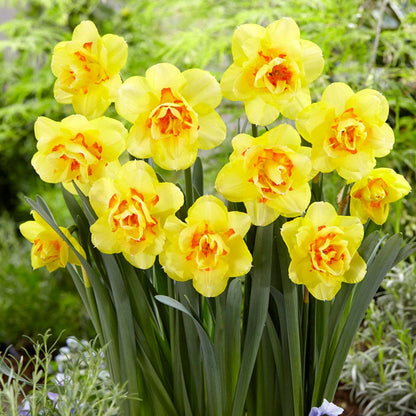 Narcissus Tahiti Daffodil Bulbs