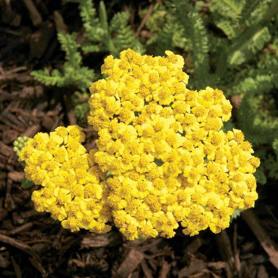 Achillea 'Little Moonshine'