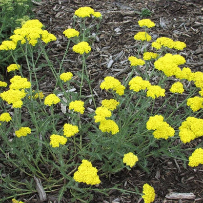 Achillea 'Little Moonshine'