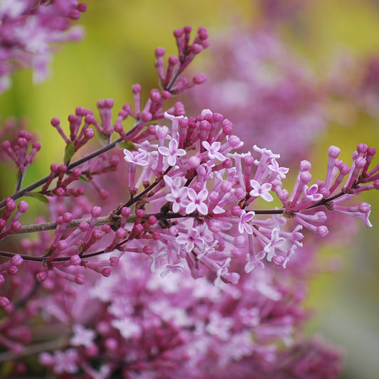 Syringa 'Colby's Wishing Star'