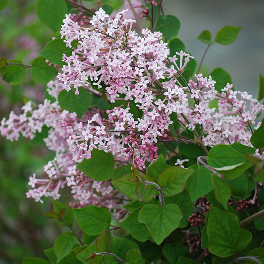 Syringa 'Josee'